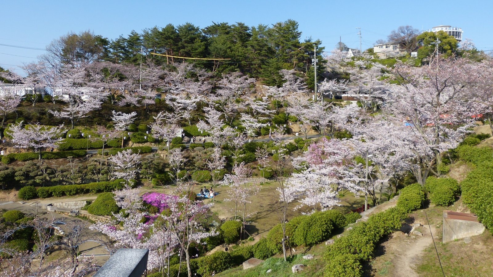 桜が咲く千光寺公園と展望台