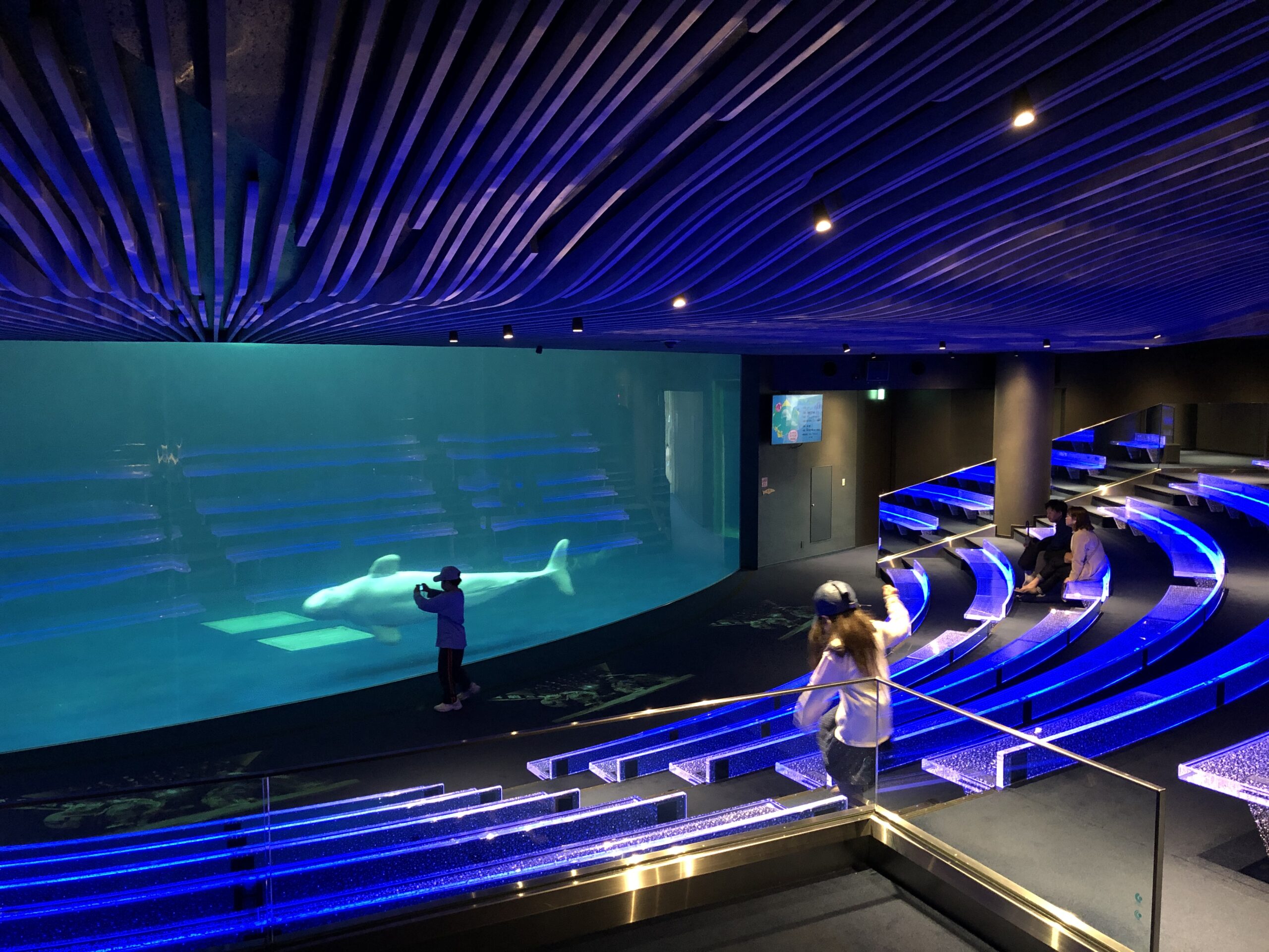 しまね海洋館アクアスのシロイルカプール