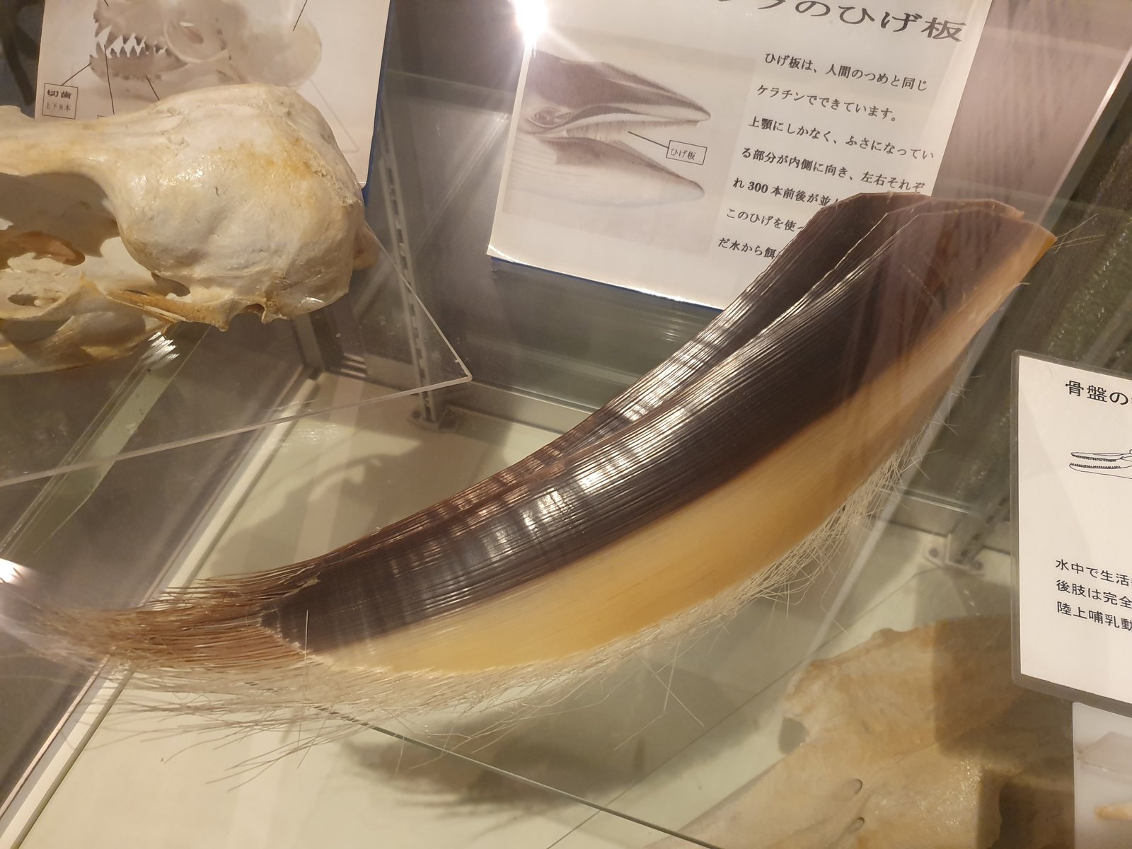 しながわ水族館の館内展示