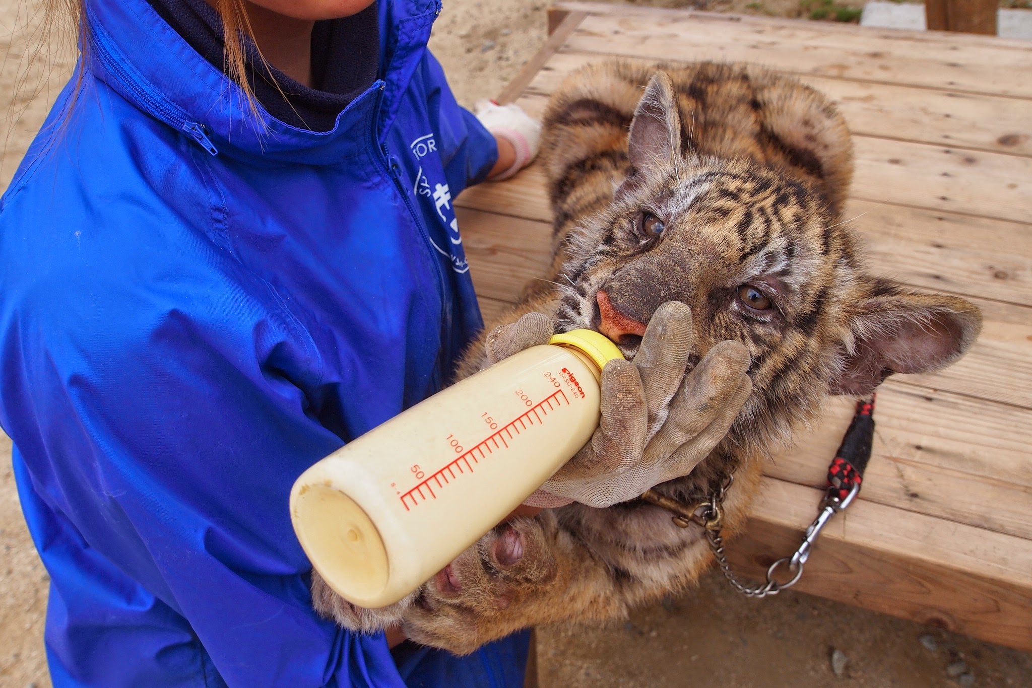 しろとり動物園のホワイトタイガーエリア