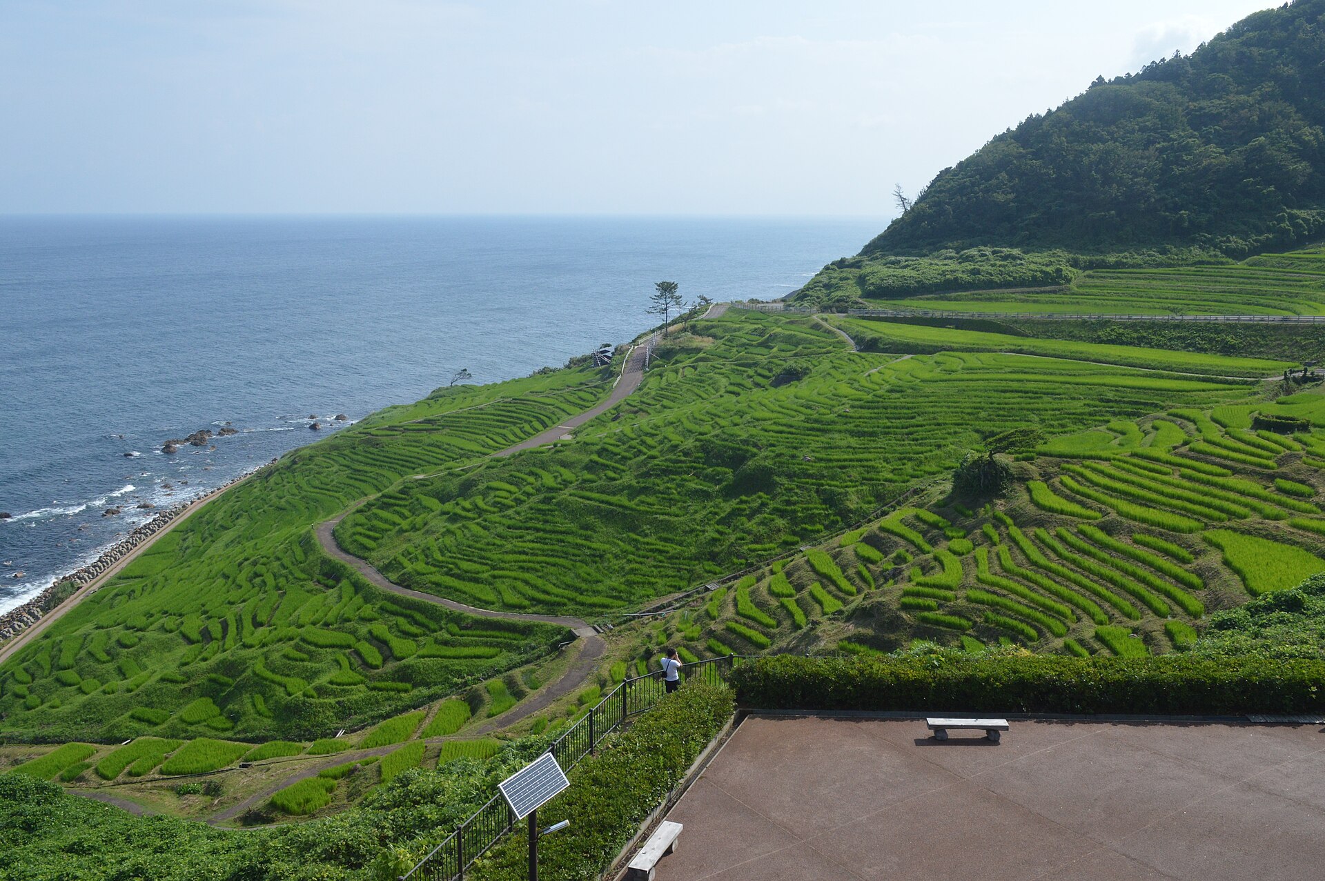 海に向かって連なる白米千枚田の棚田風景