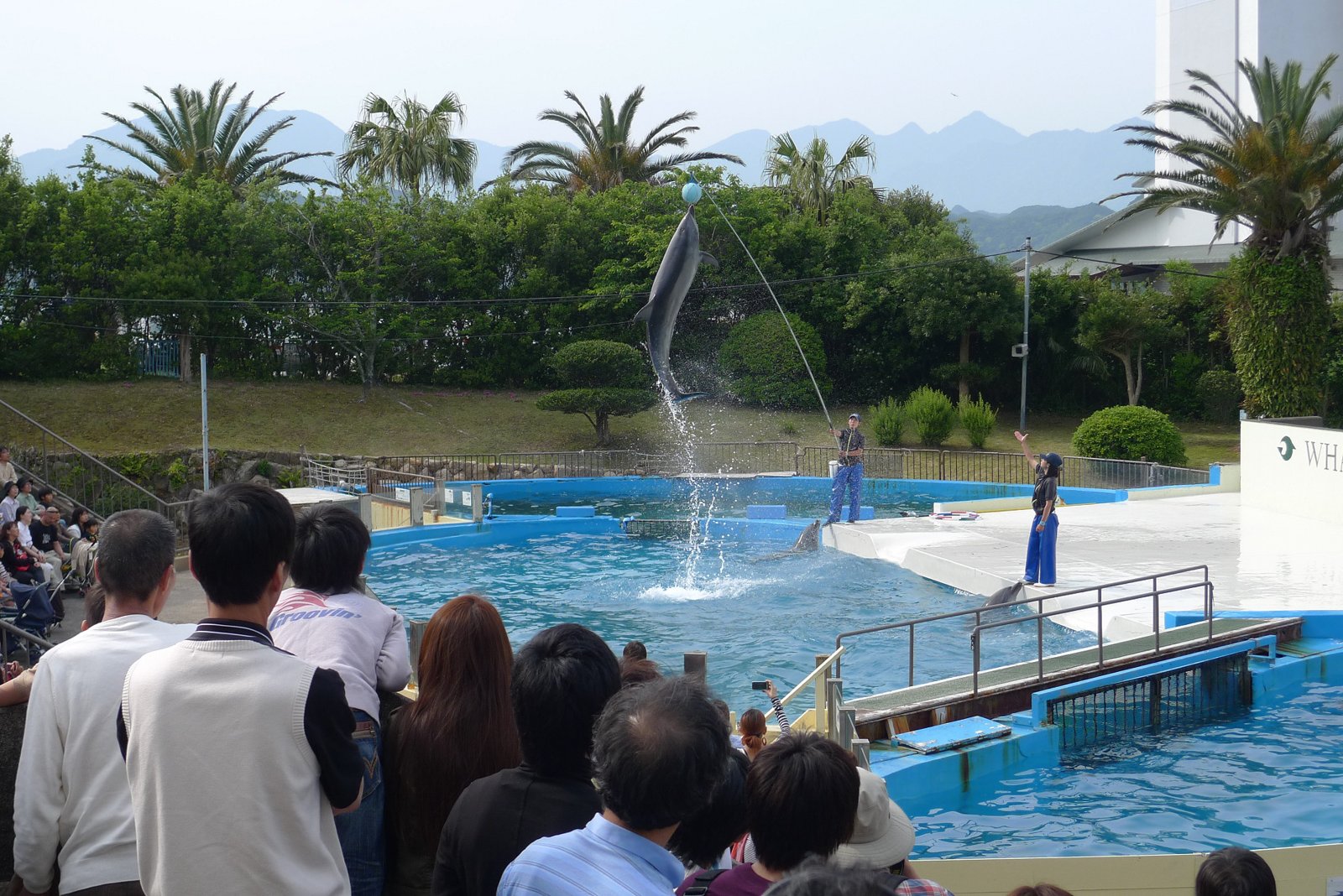 太地町立くじらの博物館のイルカショー