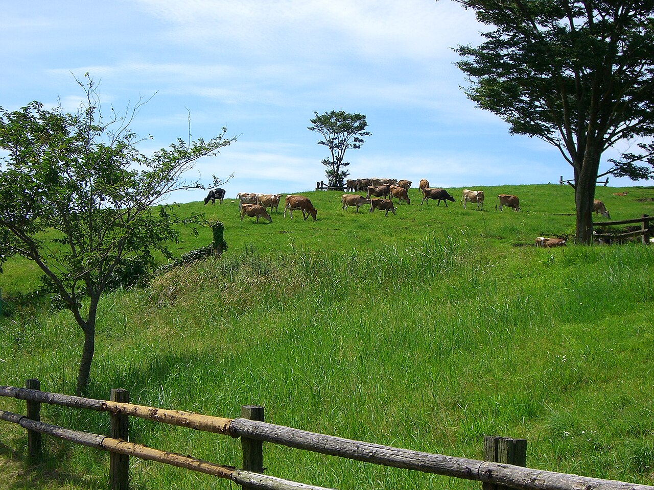 高千穂牧場の牧草地と動物たち(宮崎県都城市)