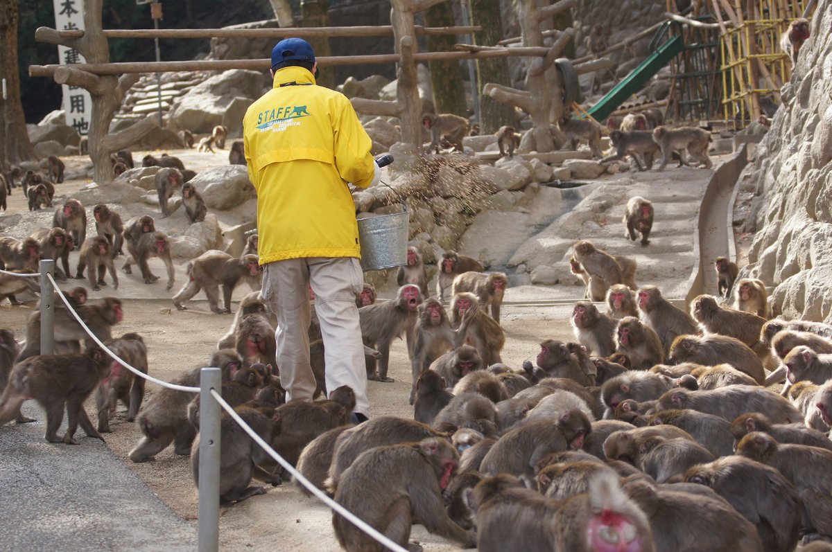 高崎山自然動物園で職員の餌撒きに集まるニホンザルの群れ