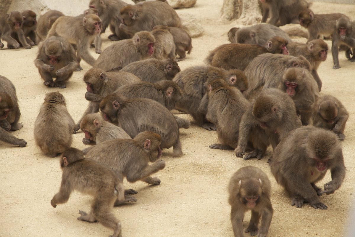 高崎山自然動物園に住む野生のニホンザル