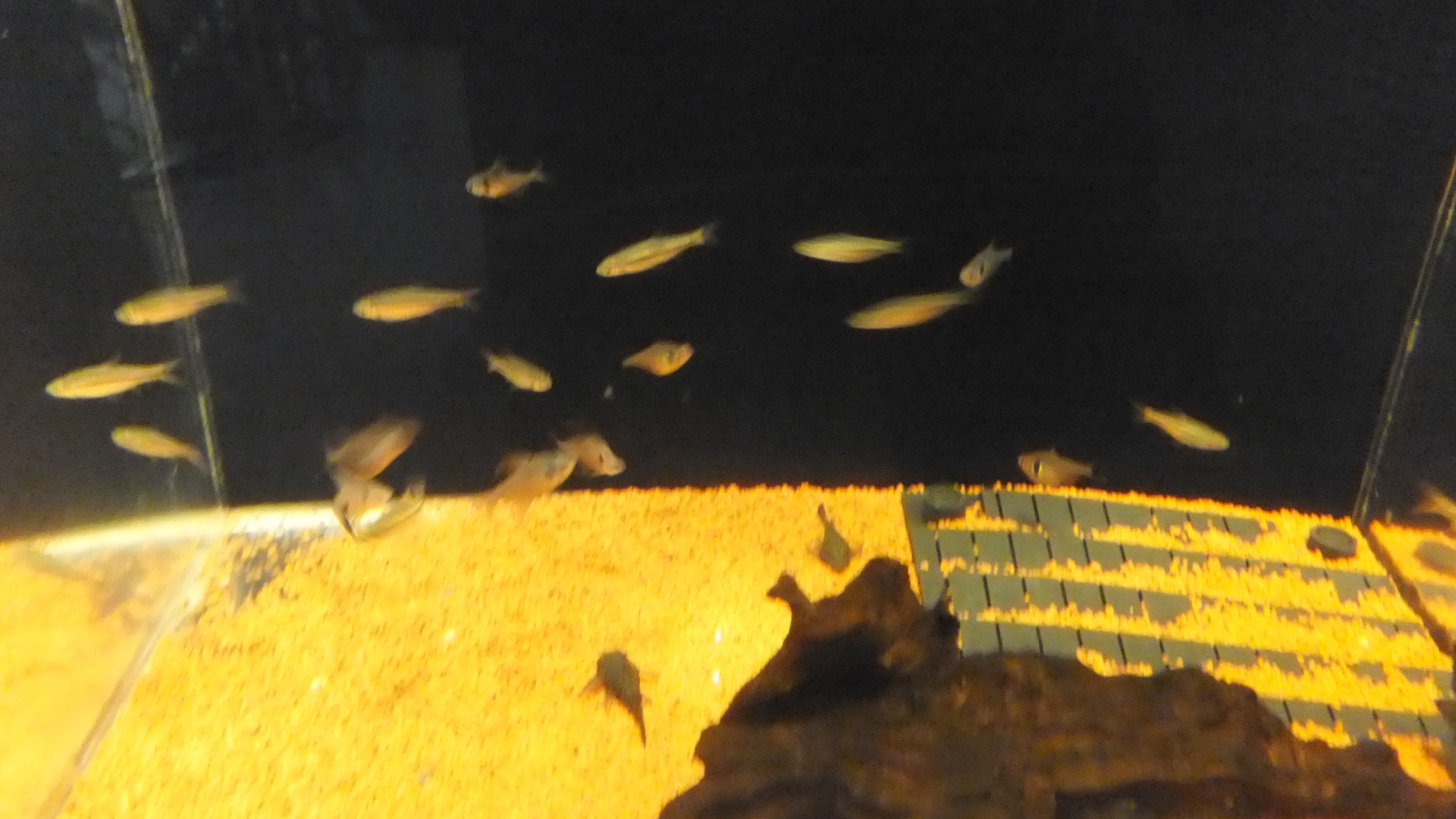 蓼科アミューズメント水族館の館内