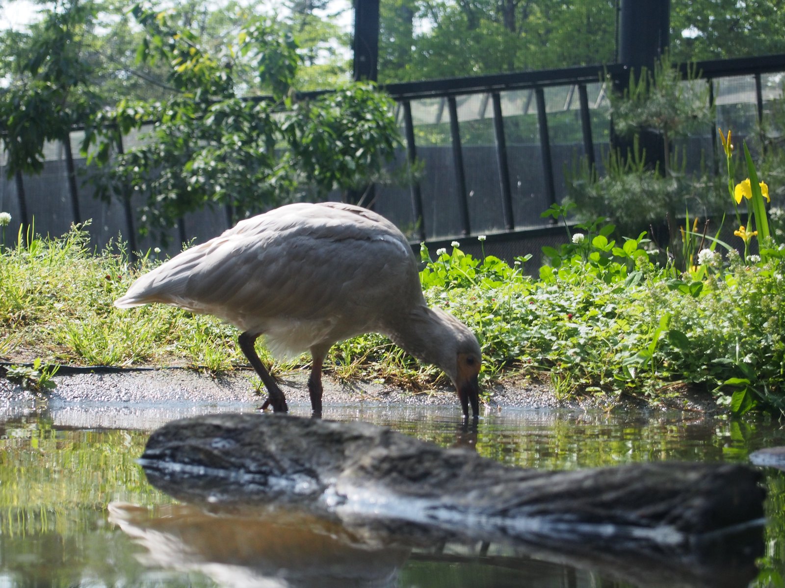 トキの森公園で保護されているトキ（朱鷺）