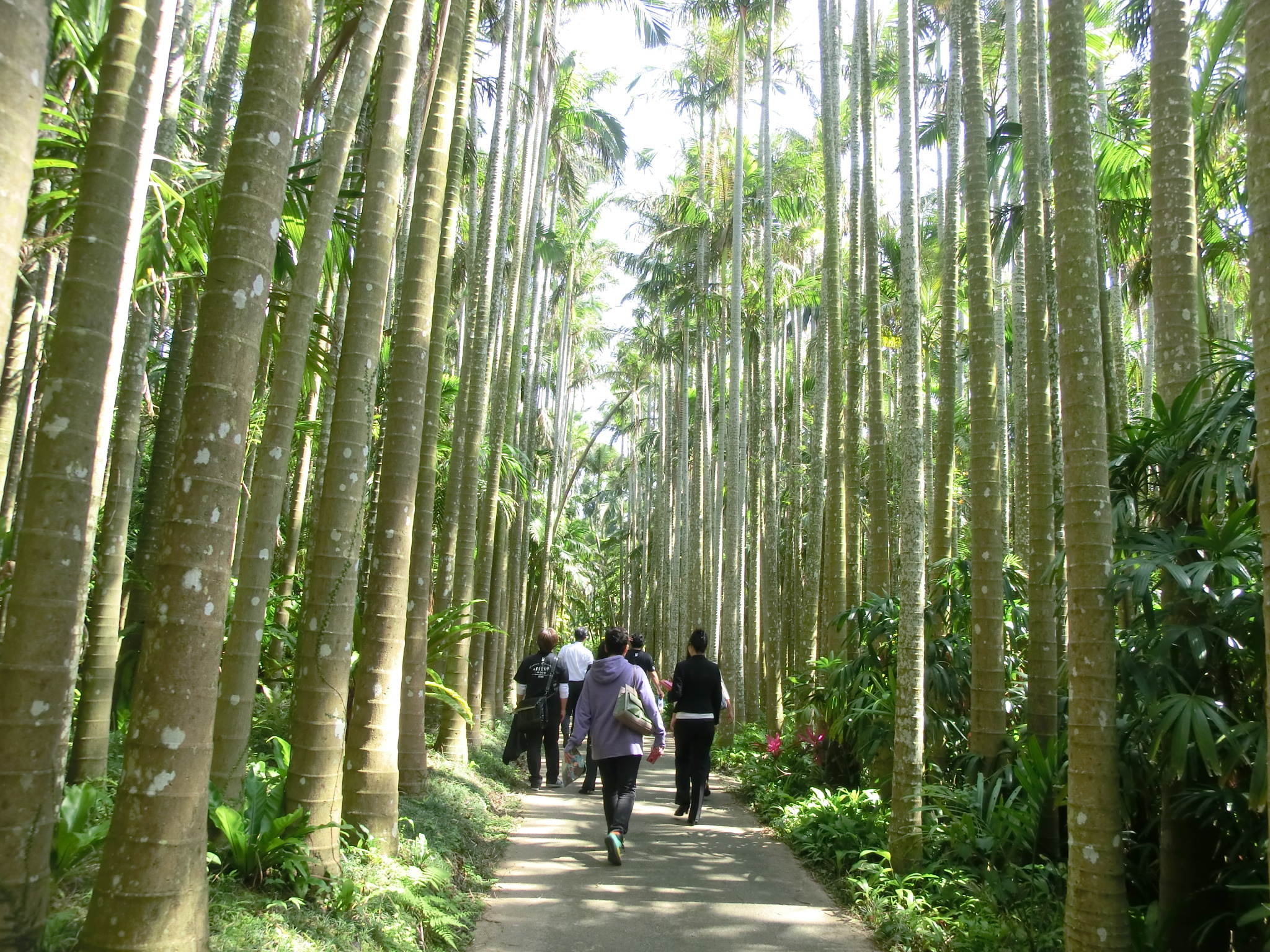 東南植物楽園のヤシの木路