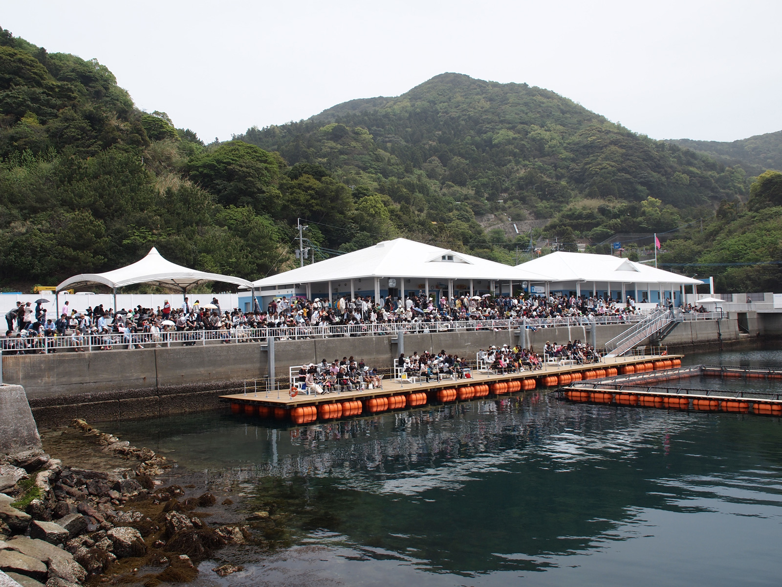 つくみイルカ島