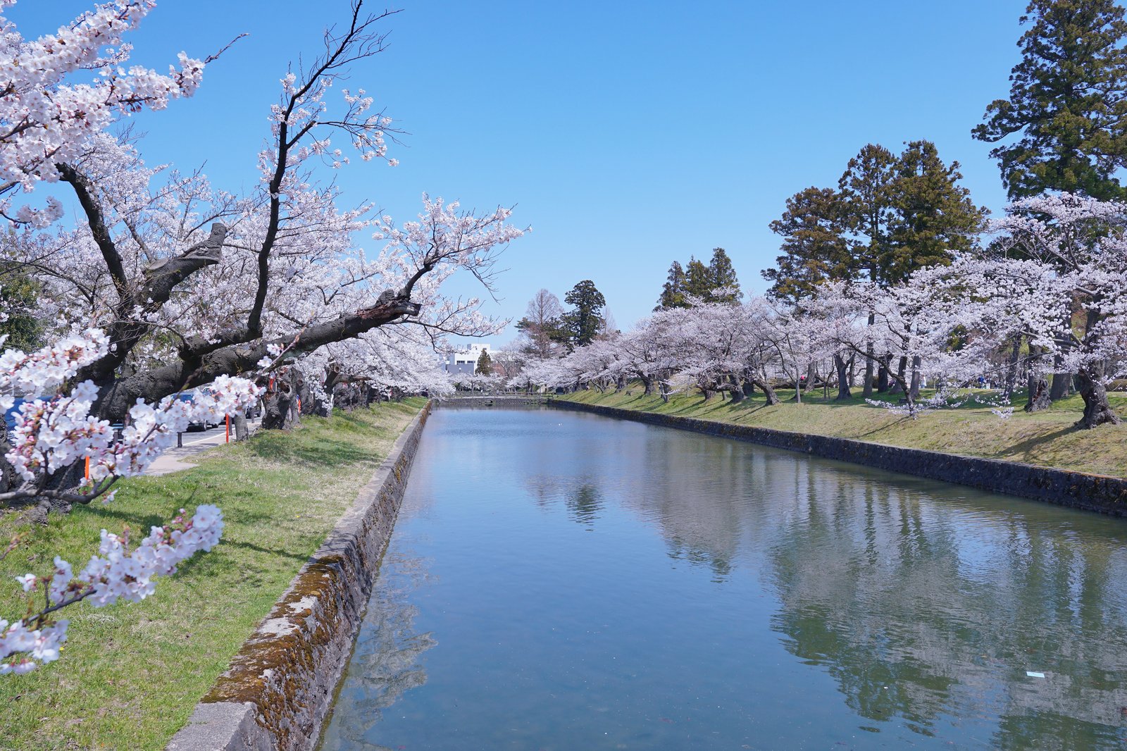鶴岡公園の桜と園内の景観