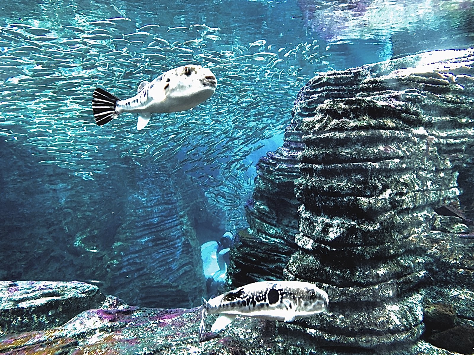 うみがたりの大水槽展示