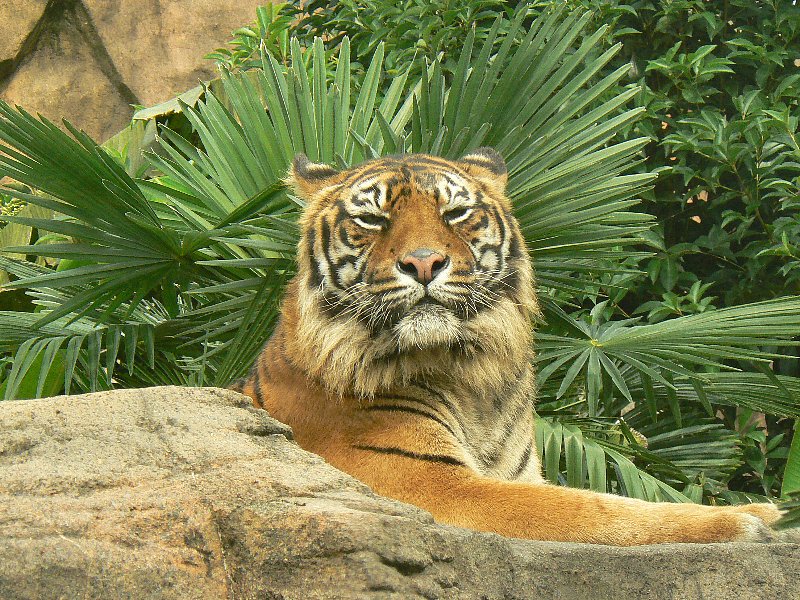 八木山動物公園のトラ