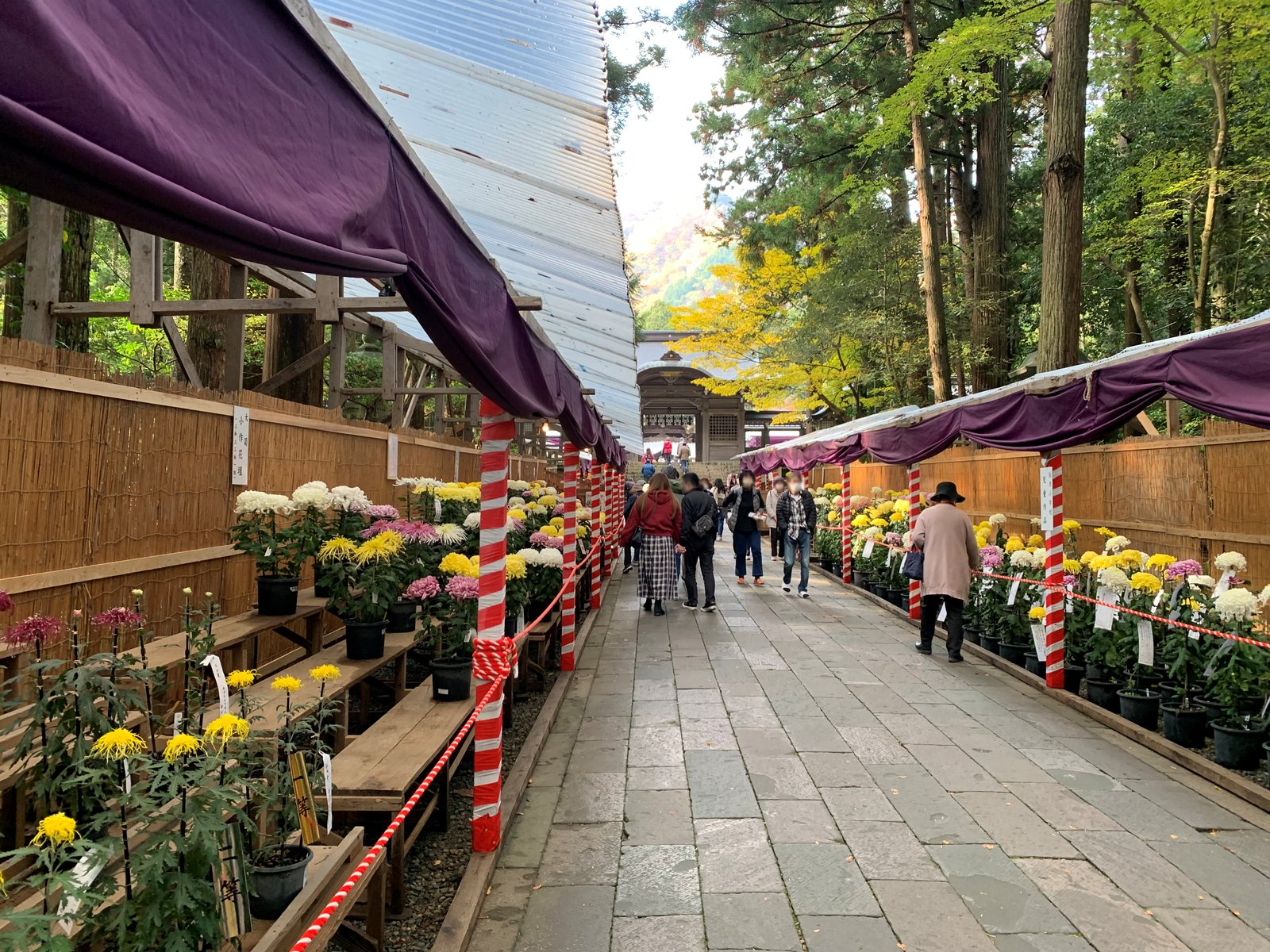 弥彦神社の菊まつり