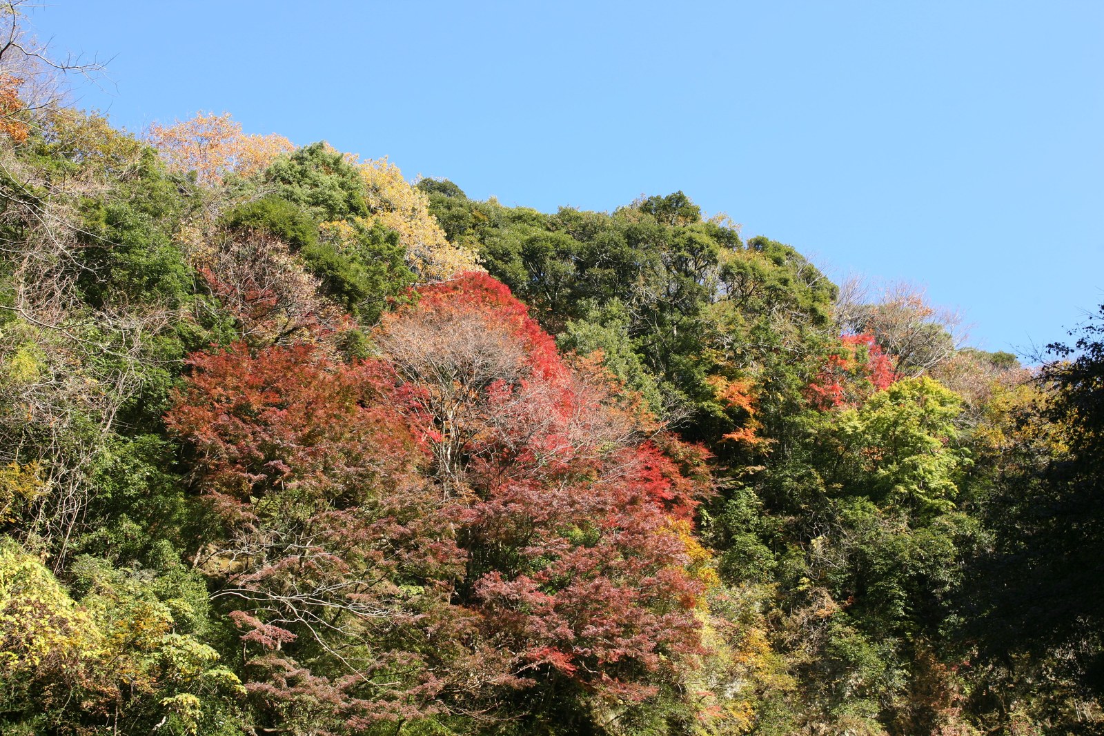 養老渓谷の渓流と紅葉