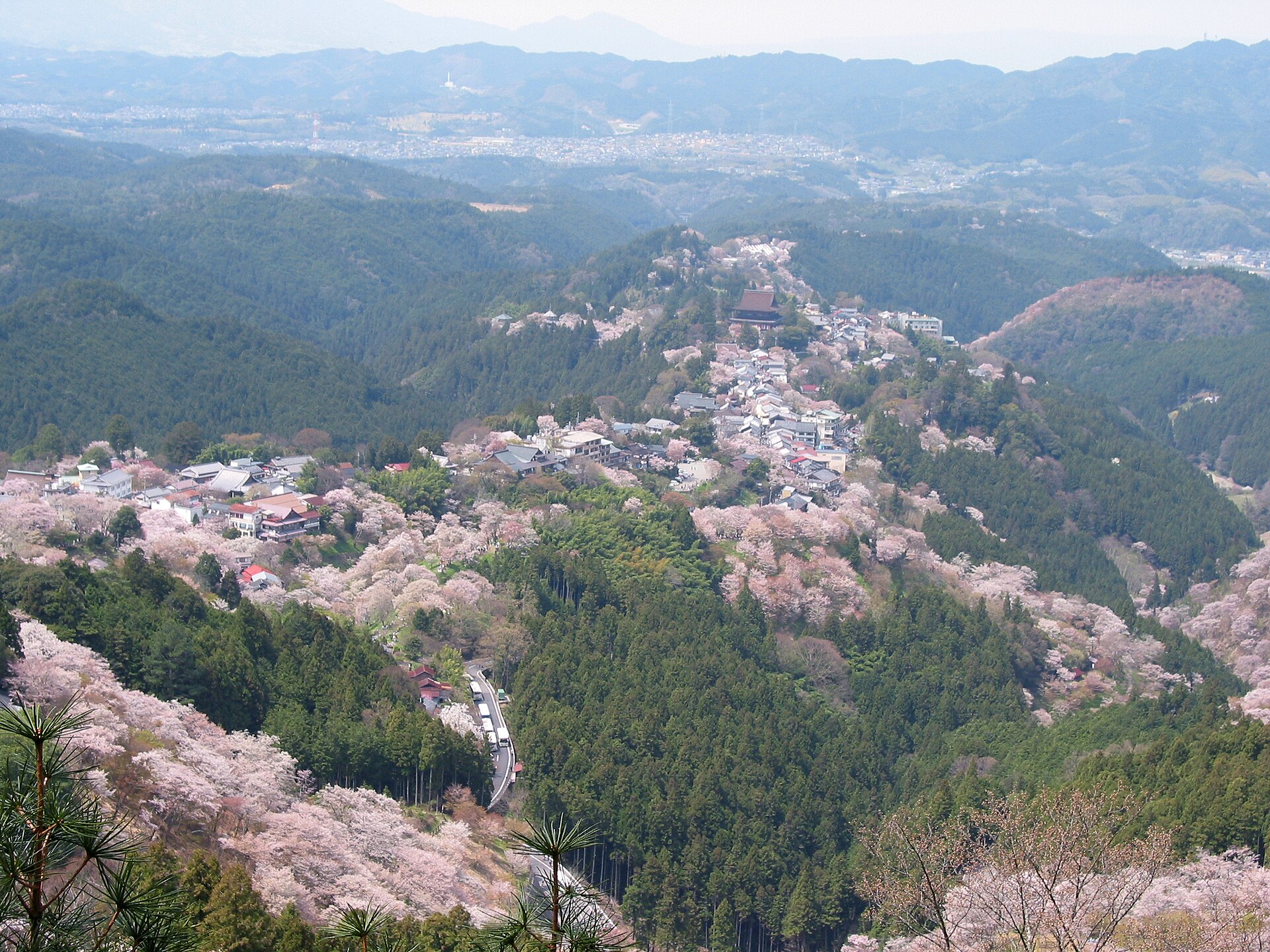 吉野山の桜の花びらクローズアップ