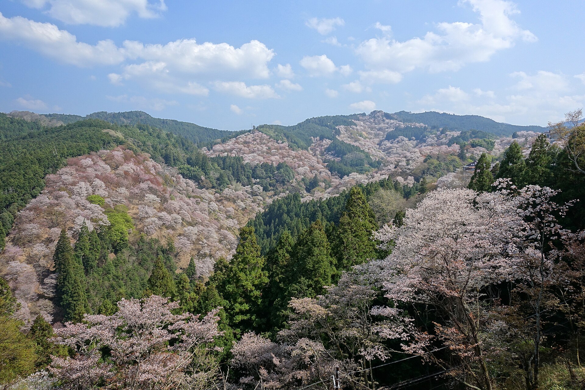 吉野山の上千本から見た桜の山並み