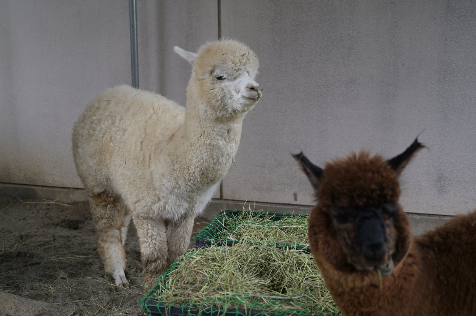 悠久山小動物園のアルパカ